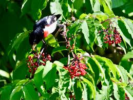 Attēlu rezultāti vaicājumam “Sambucus racemosa fruit”