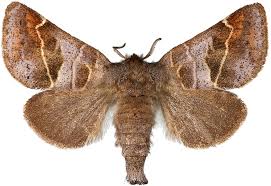 Attēlu rezultāti vaicājumam “Clostera pigra”