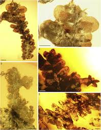 Attēlu rezultāti vaicājumam “Radula complanata sporophyte”