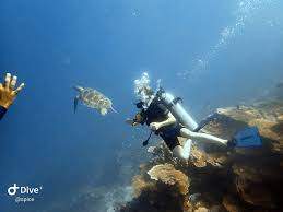 Image result for Hartlepool Divers Bsac Branch 0985