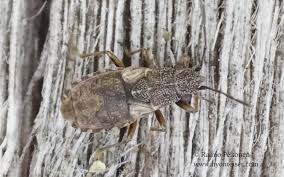 Attēlu rezultāti vaicājumam “Nithecus jacobaeae”