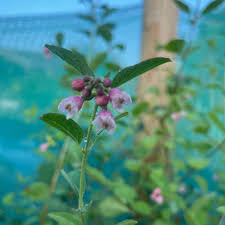 Attēlu rezultāti vaicājumam “Symphoricarpos albus flower”