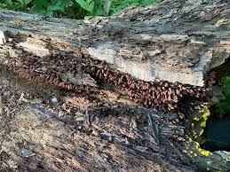 Attēlu rezultāti vaicājumam “Stemonitis flavogenita stalked”