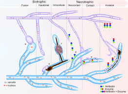 Attēlu rezultāti vaicājumam “Ophiostoma polyporicola”