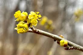 Attēlu rezultāti vaicājumam “Cribraria oregana stalked”