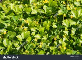 Attēlu rezultāti vaicājumam “Waldsteinia geoides flower”