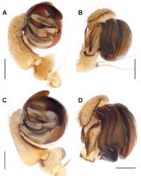 Attēlu rezultāti vaicājumam “Araniella male”