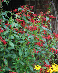 Image result for Monarda didyma