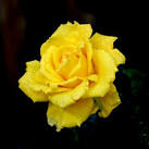 Yellow Rose Firing Range - Home