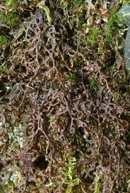 Attēlu rezultāti vaicājumam “Frullania fragilifolia”