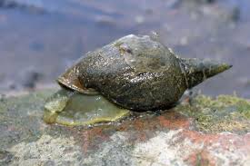 Attēlu rezultāti vaicājumam “Lymnaea stagnalis”