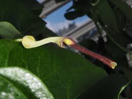 Attēlu rezultāti vaicājumam “Aristolochiaceae”