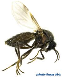 Attēlu rezultāti vaicājumam “Cephalozia bicuspidata sporophyte”