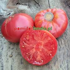 Afbeeldingsresultaat voor kosmonaut volkov 68D tomato