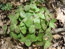 Attēlu rezultāti vaicājumam “Hepatica nobilis leaf”