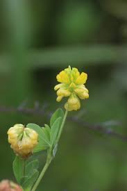 Attēlu rezultāti vaicājumam “Trifolium aureum flower”