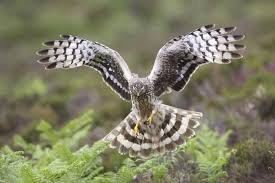 Image result for County Antrim Harriers