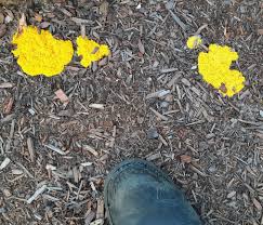 Attēlu rezultāti vaicājumam “Fuligo septica cf. rufa”