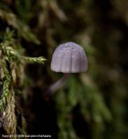 Attēlu rezultāti vaicājumam “Mycena pseudocorticola”