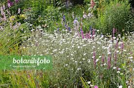 Image result for Lychnis coronaria alba