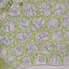 Attēlu rezultāti vaicājumam “Lejeunea cavifolia”