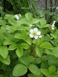 Attēlu rezultāti vaicājumam “Fragaria moschata flower”