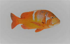 Image result for Chrysoblephus laticeps