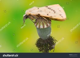 Attēlu rezultāti vaicājumam “Spilosoma lutea larva”