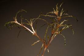 Attēlu rezultāti vaicājumam “Najas tenuissima leaf”