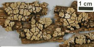 Attēlu rezultāti vaicājumam “Xylobolus frustulatus”