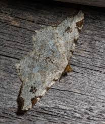 Attēlu rezultāti vaicājumam “Macaria notata”