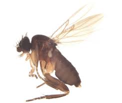 Attēlu rezultāti vaicājumam “Phoridae”