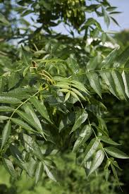 Attēlu rezultāti vaicājumam “Fraxinus excelsior leaf”