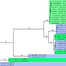 Attēlu rezultāti vaicājumam “Badhamiopsis macrospora macro”
