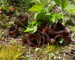 Attēlu rezultāti vaicājumam “Peziza badia”