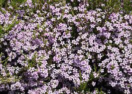 Attēlu rezultāti vaicājumam “Lamproderma pulchellum”