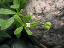 Image result for Galium aparine