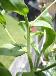 Attēlu rezultāti vaicājumam “Calendula officinalis”