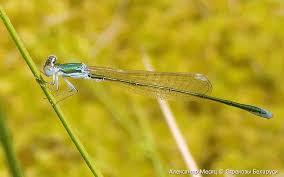 Attēlu rezultāti vaicājumam “Nehalennia speciosa”