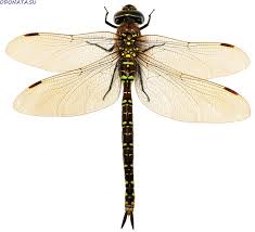 Attēlu rezultāti vaicājumam “Aeshnidae”