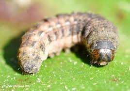 Attēlu rezultāti vaicājumam “Noctua fimbriata larva”