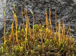 Attēlu rezultāti vaicājumam “Pogonatum urnigerum macro”