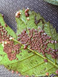 Attēlu rezultāti vaicājumam “Diderma sp.”