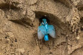 Attēlu rezultāti vaicājumam “Alcedo atthis nest”