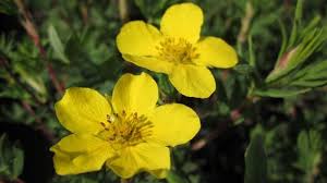 Attēlu rezultāti vaicājumam “Pentaphylloides fruticosa”