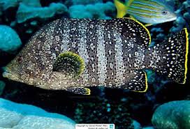 Image result for Dermatolepis inermis