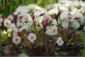 Attēlu rezultāti vaicājumam “Primula x margotae”