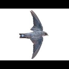 Image result for Ptyonoprogne rupestris