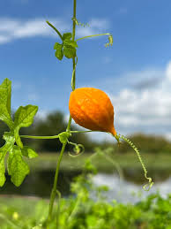 Attēlu rezultāti vaicājumam “Carlina biebersteinii fruit”