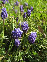 Attēlu rezultāti vaicājumam “Muscari botryoides leaf”